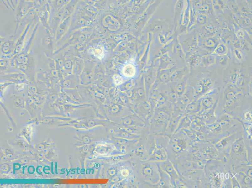 SW900 (Advanced DMEM) Cell Complete Medium - 5