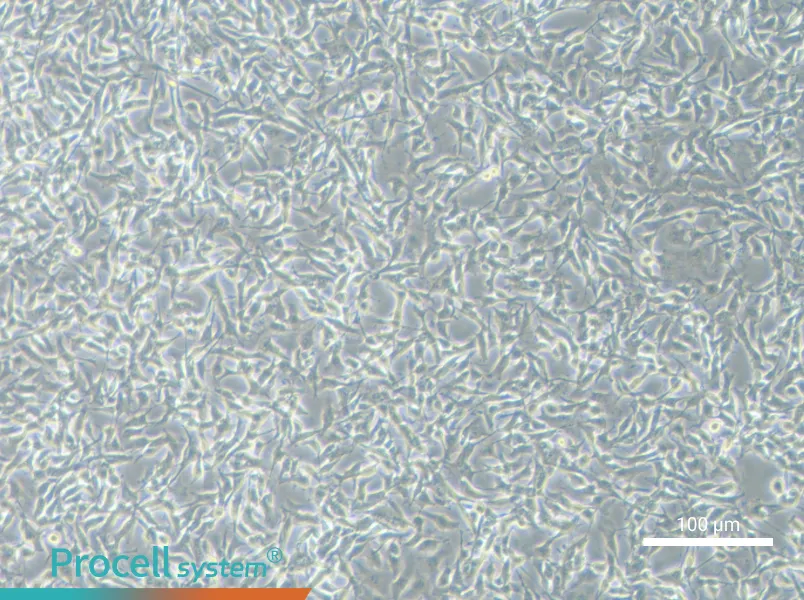 B16-F10 Cell Complete Medium - 1
