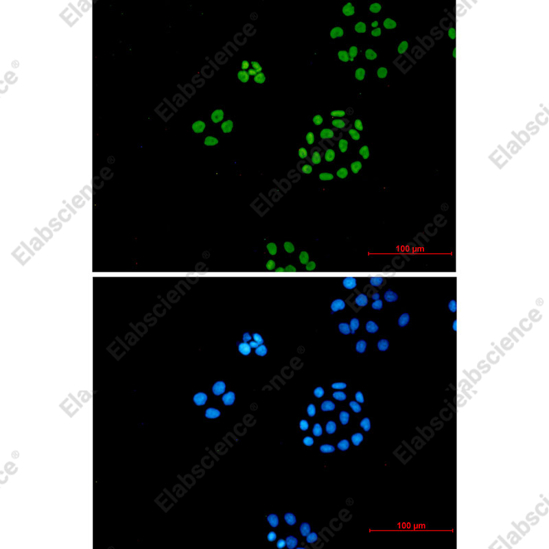 Recombinant ILF3 Monoclonal Antibody - 2