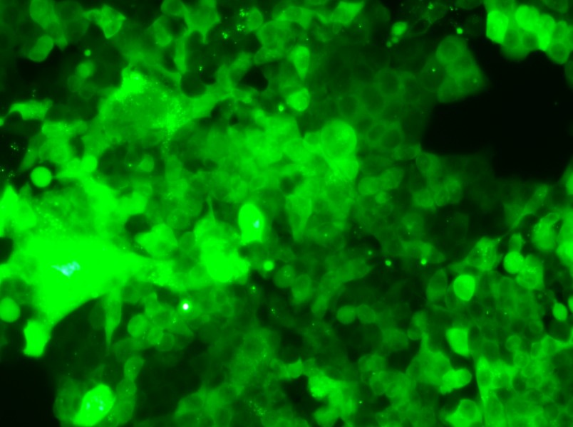 HCT 116-GFP Cell Complete Medium - small - 5