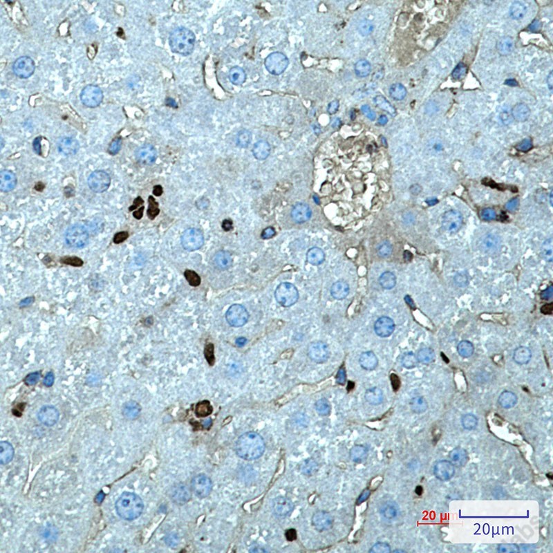 Recombinant SPI1 Monoclonal Antibody - 3