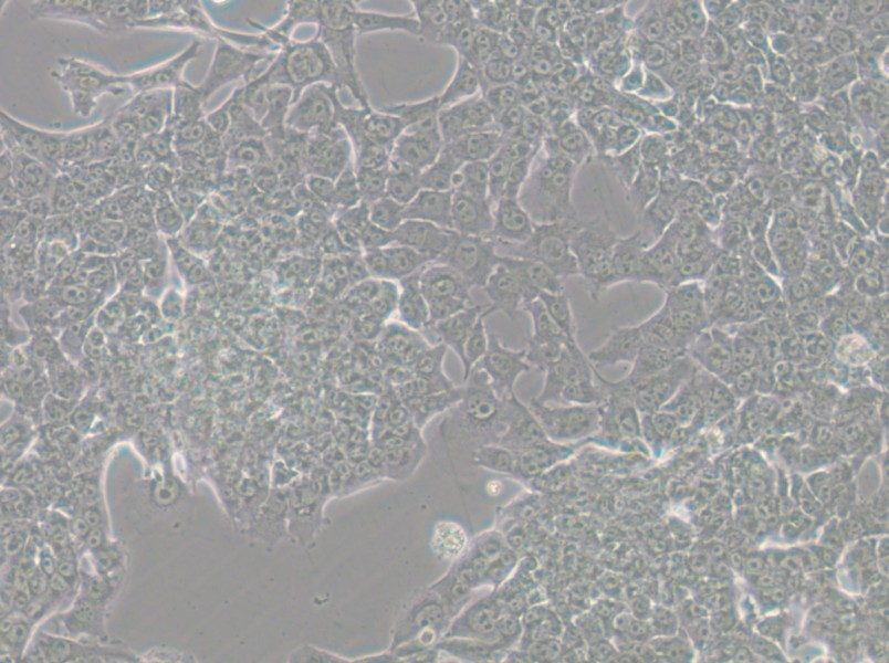 HePa1-6-LUC Cell Complete Medium - small - 6