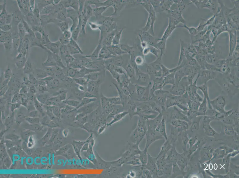 HTR-8-Svneo Cell Complete Medium - small - 6