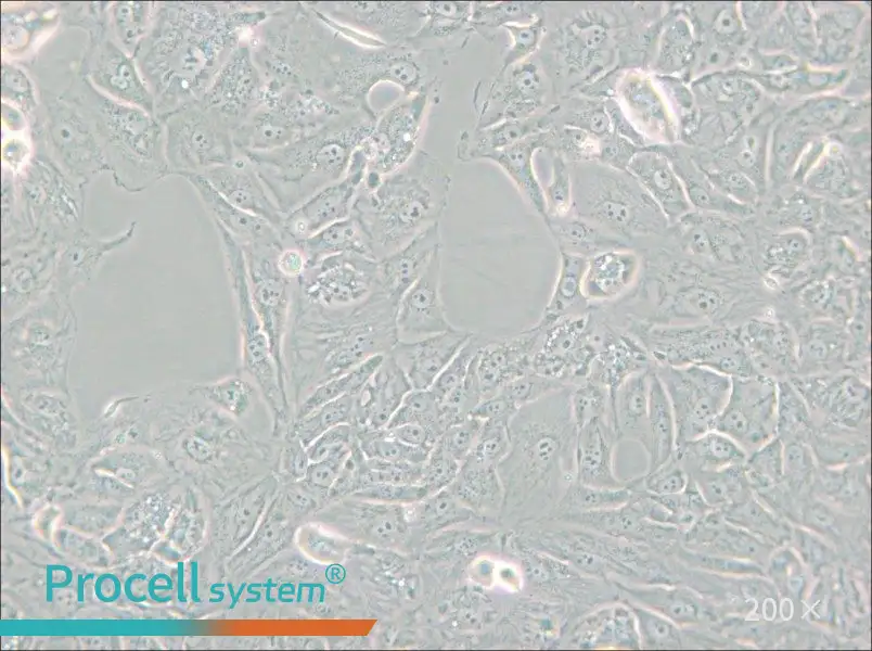 769-P Cell Complete Medium - small - 5