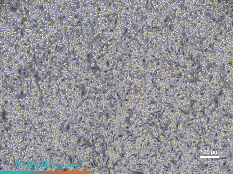 Mouse Mature Bone Marrow-Derived Dendritic Cell Complete Medium - 3