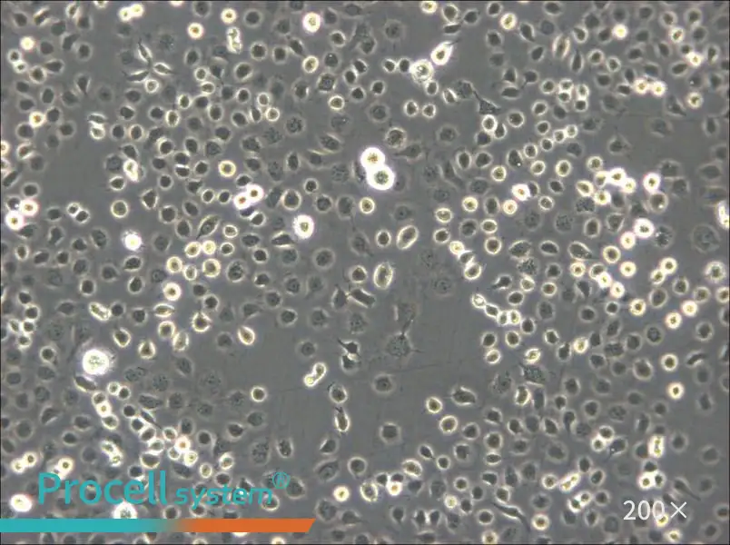 C6/36 [Clone C6/36] Cell Complete Medium - small - 4