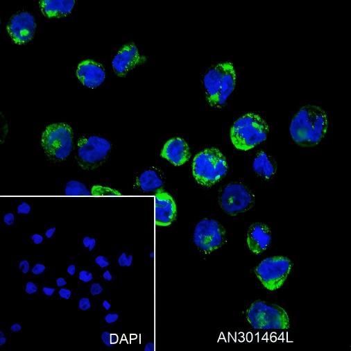Recombinant CD15/SSEA1 Monoclonal Antibody - small - 5