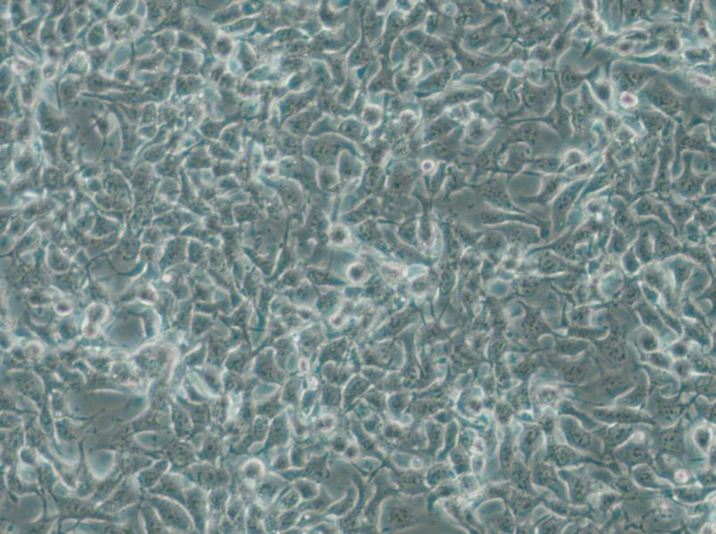CAL-33 Cell Complete Medium - small - 4