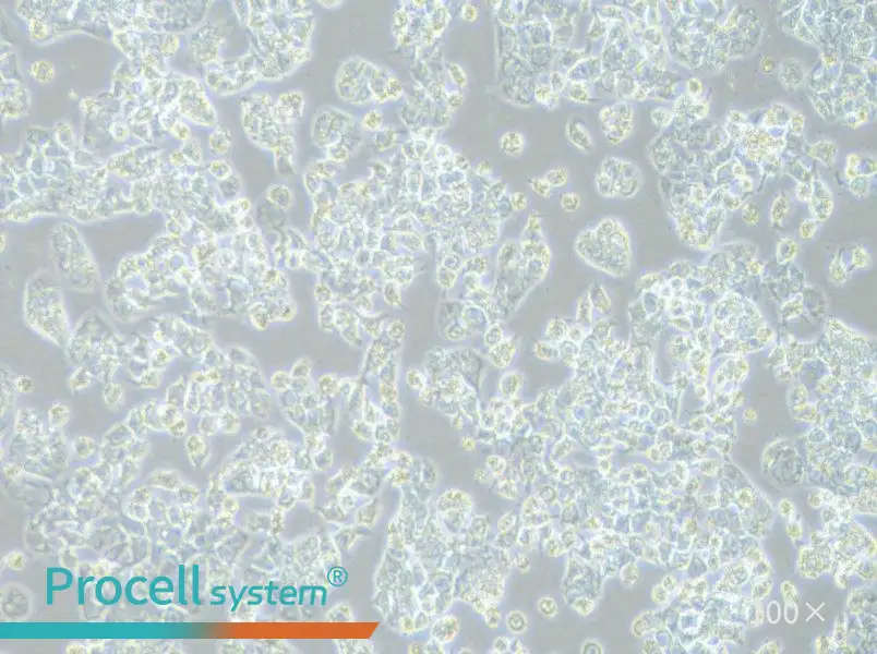HCC1569 Cell Complete Medium - 1