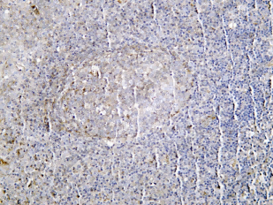 Recombinant BST-2 Monoclonal Antibody - 1