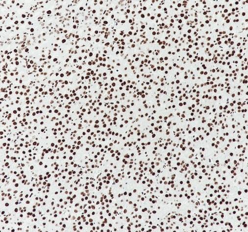 Recombinant Histone H3.3 Monoclonal Antibody - small - 6