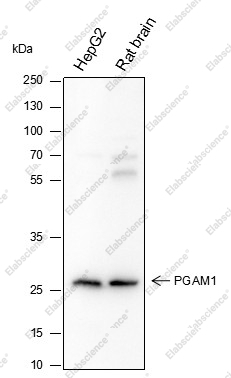 Recombinant PGAM1 Monoclonal Antibody - 1