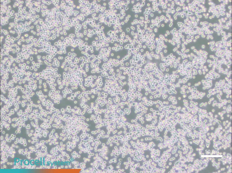 MH-S Cell Complete Medium - small - 5