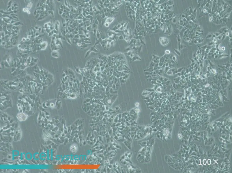 MHCC97-L Cell Complete Medium - 2