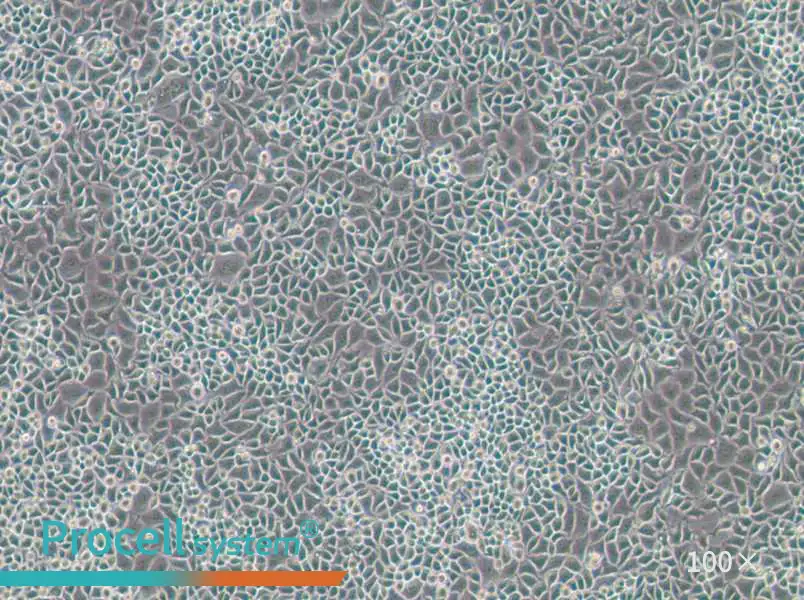 RKO-E6 Cell Complete Medium - 3