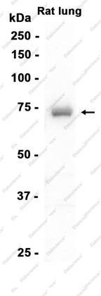 Recombinant hnRNP Q Monoclonal Antibody - 2