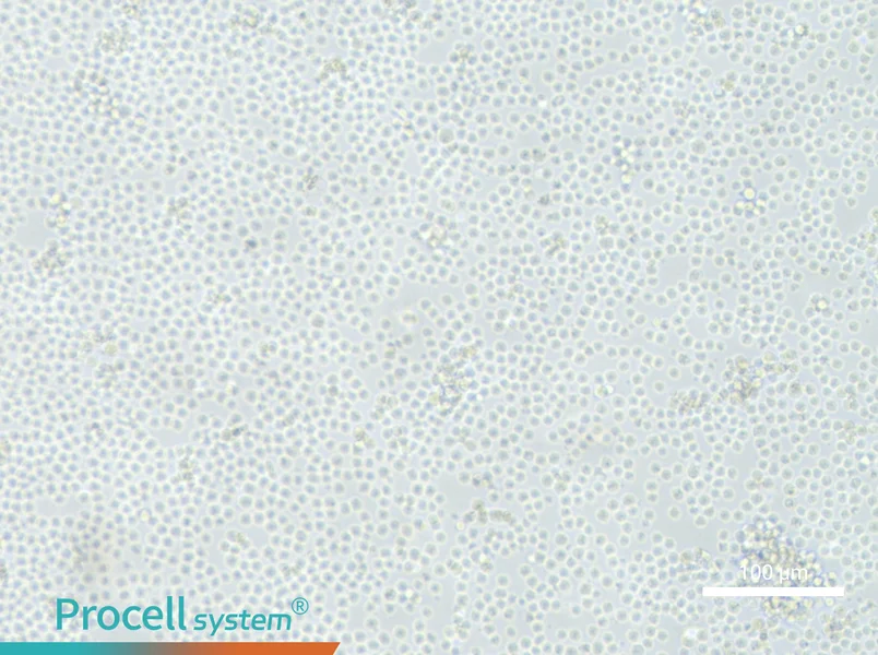 L1210 Cell Complete Medium - 1