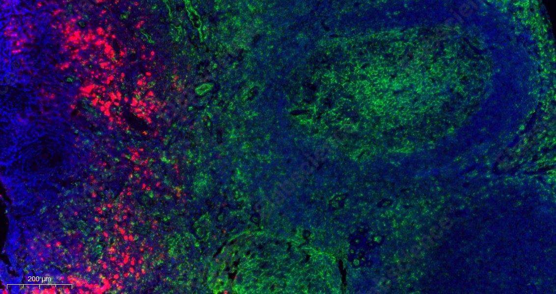 Recombinant CD14 Monoclonal Antibody - 4