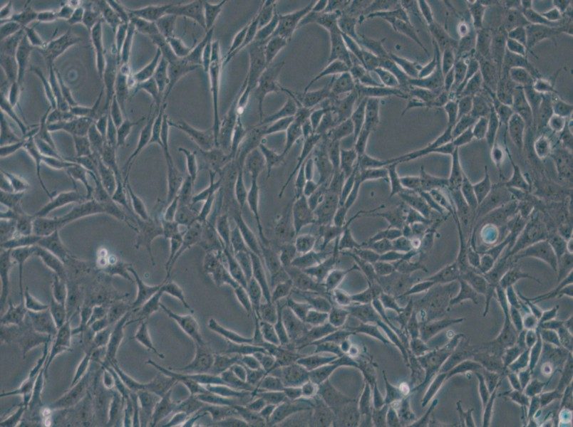 B104 Cell Complete Medium - 4