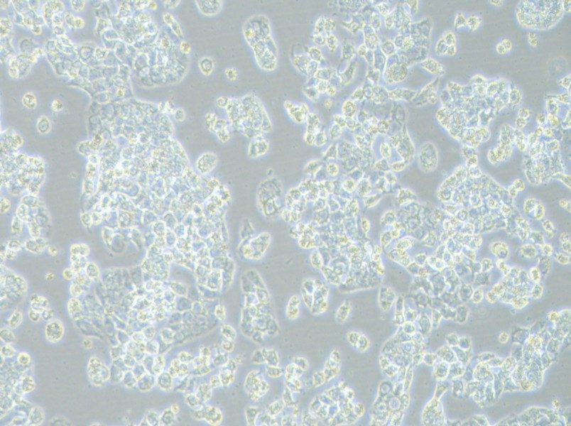 HCC1569 Cell Complete MediumHCC1569 Cell Complete Medium - 2
