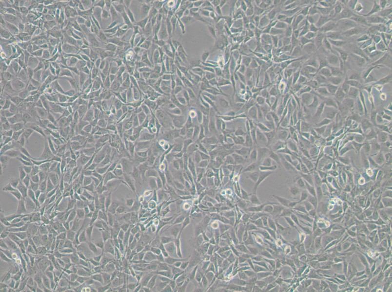 NIH/3T3-GFP Cell Complete Medium - small - 3