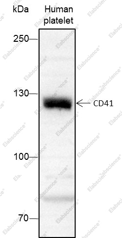 Recombinant CD41 Monoclonal Antibody - 1