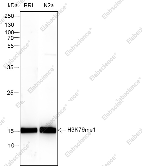 Recombinant Histone H3 (Mono Methyl Lys79) Monoclonal Antibody - 1