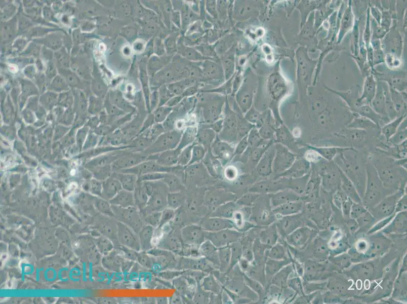SW1271 Cell Complete Medium - 5