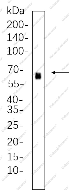Recombinant Phospho-PDPK1 (Ser241) Monoclonal Antibody - 1