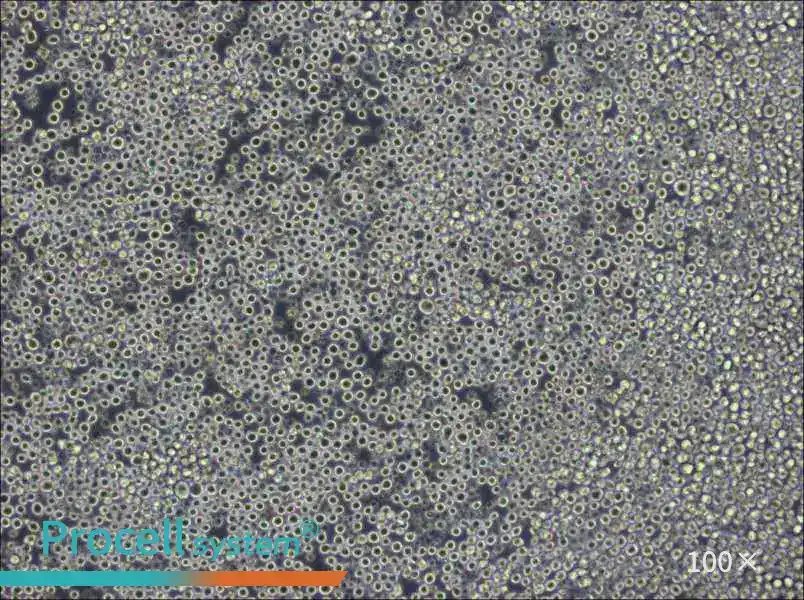 W6/32 Cell Complete MediumW6/32 Cell Complete Medium - 3