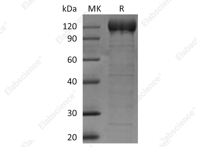 Recombinant Human VAP-1/AOC3 Protein (Fc Tag) - 1