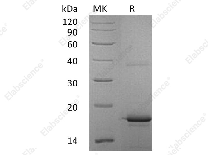 Recombinant Human Interleukin-33/IL-33 Protein - 1