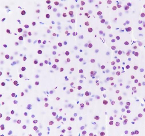 Recombinant Histone H3 (CT) Monoclonal Antibody - small - 9