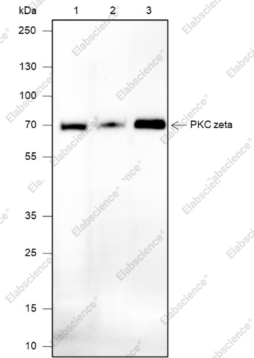 Recombinant PKC zeta Monoclonal Antibody - 1