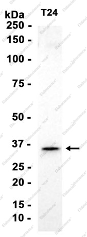 Recombinant Phospho-EIF2S1 (Ser51) Monoclonal Antibody - 1
