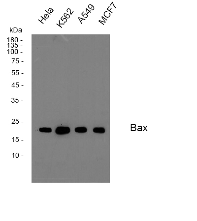 Recombinant Bax Monoclonal Antibody - small - 4