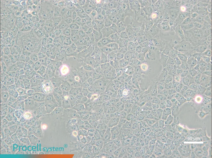 AML12 Cell Complete Medium - small - 6