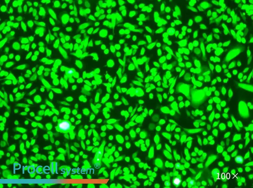 AGS-GFP - 1