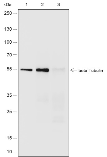Recombinant beta Tubulin Monoclonal Antibody - small - 6