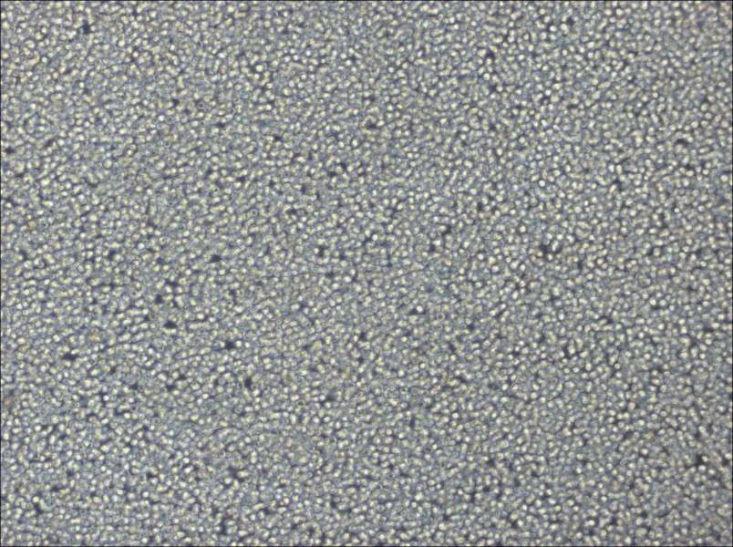 NCI-H929 Cell Complete Medium-searchlist-1