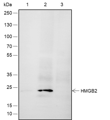 Recombinant HMGB2 Monoclonal Antibody - small - 6