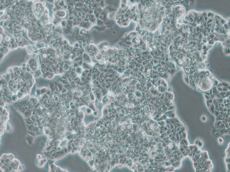 MCF7 [MCF-7] Cell Complete Medium - 4