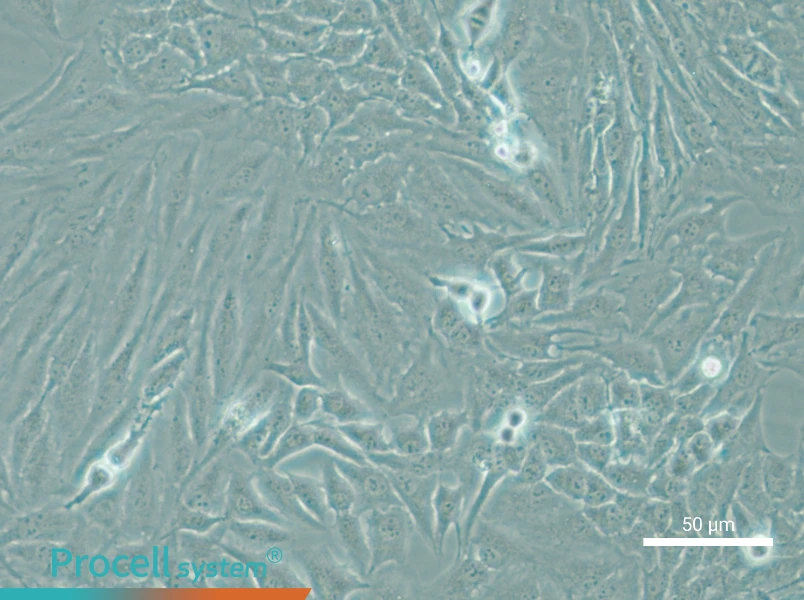 Hela - 6