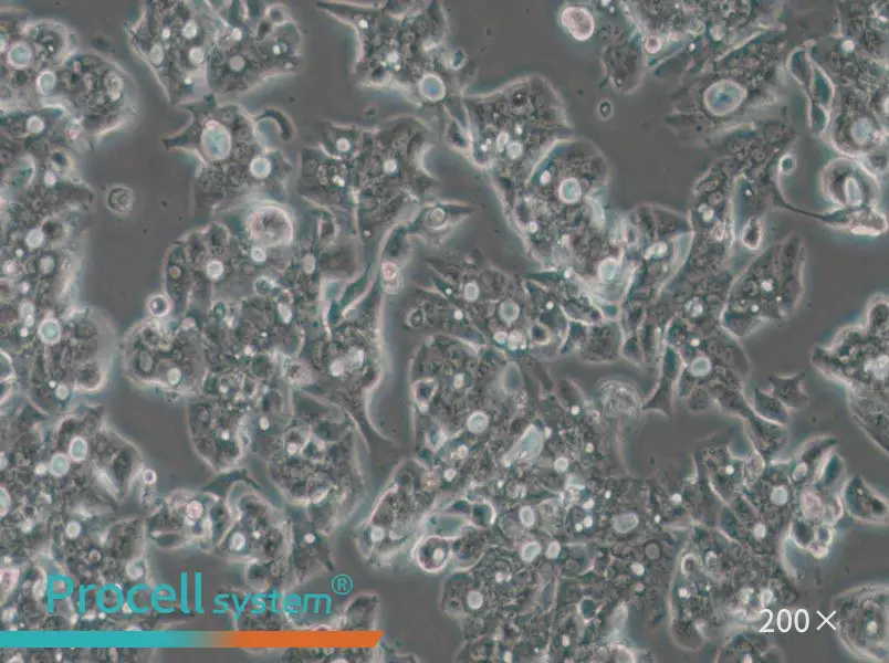 OE19 Cell Complete Medium - small - 5