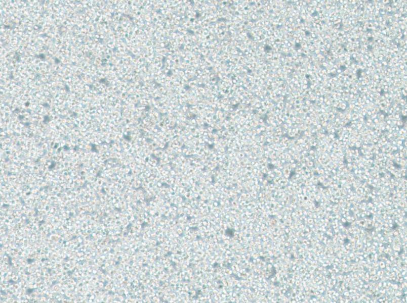 C1498 Cell Complete MediumC1498 Cell Complete Medium - 2