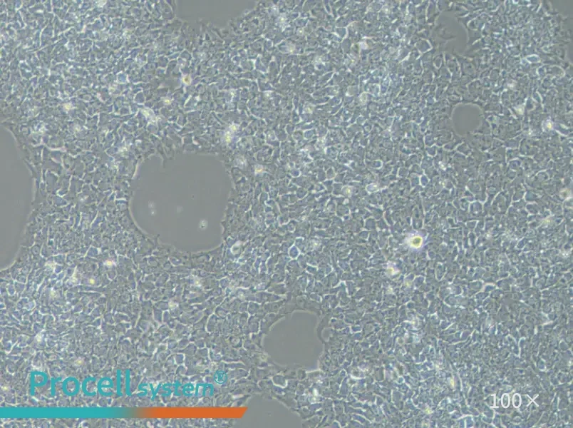 H9 Cell Complete MediumH9 Cell Complete Medium - 3