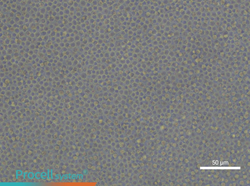 CCRF-CEM [CCRF CEM] - 6