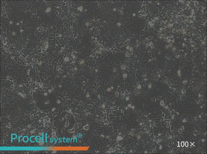OE33 Cell Complete MediumOE33 Cell Complete Medium - 2