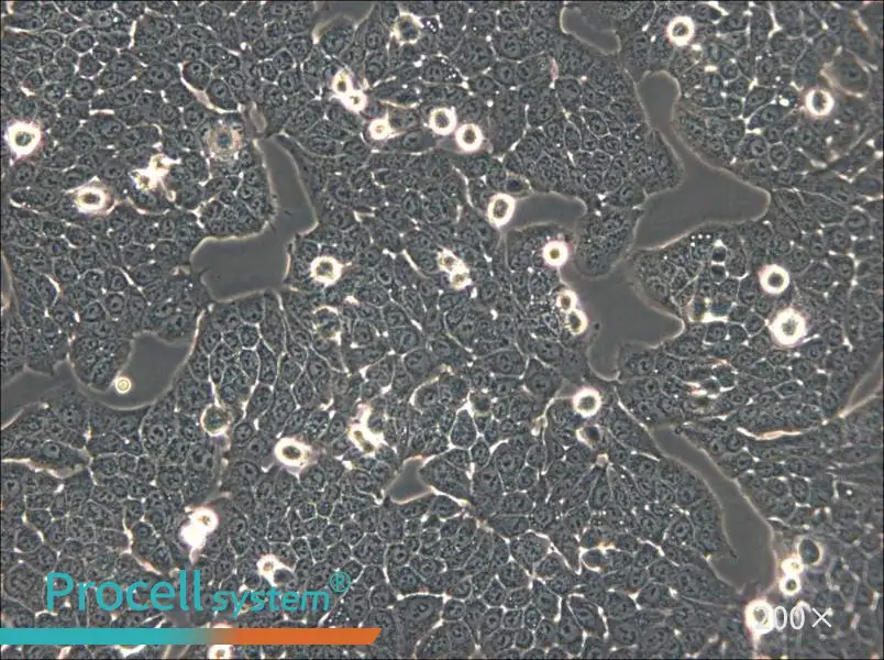 WSU-HN30 Cell Complete Medium - small - 5