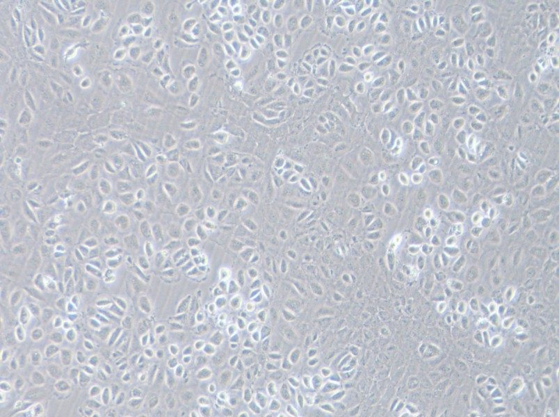 C166 Cell Complete Medium-searchlist-1